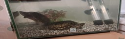 Turtle reptiles for sale: Common musk turtles - Advert 2