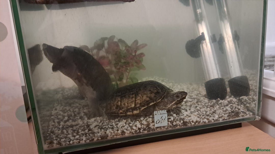 Turtle reptiles for sale: Common musk turtles - Image 2