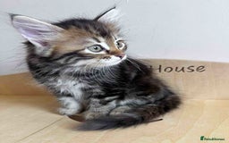 Siberian cats for sale: Beautiful purebred Siberian kittens-Hypoallergenic - Image 11