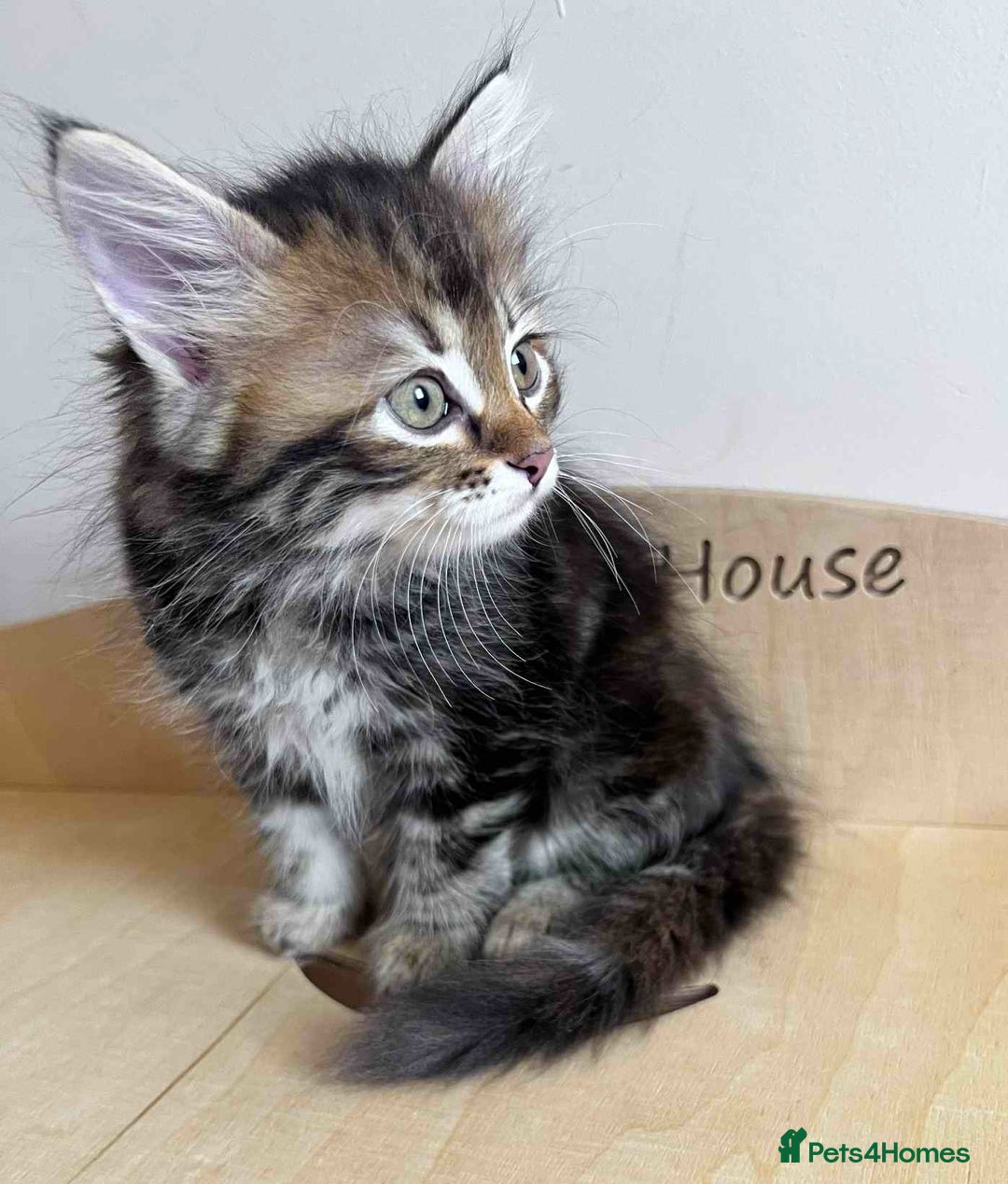 Siberian cats for sale: Beautiful purebred Siberian kittens-Hypoallergenic - Image 11