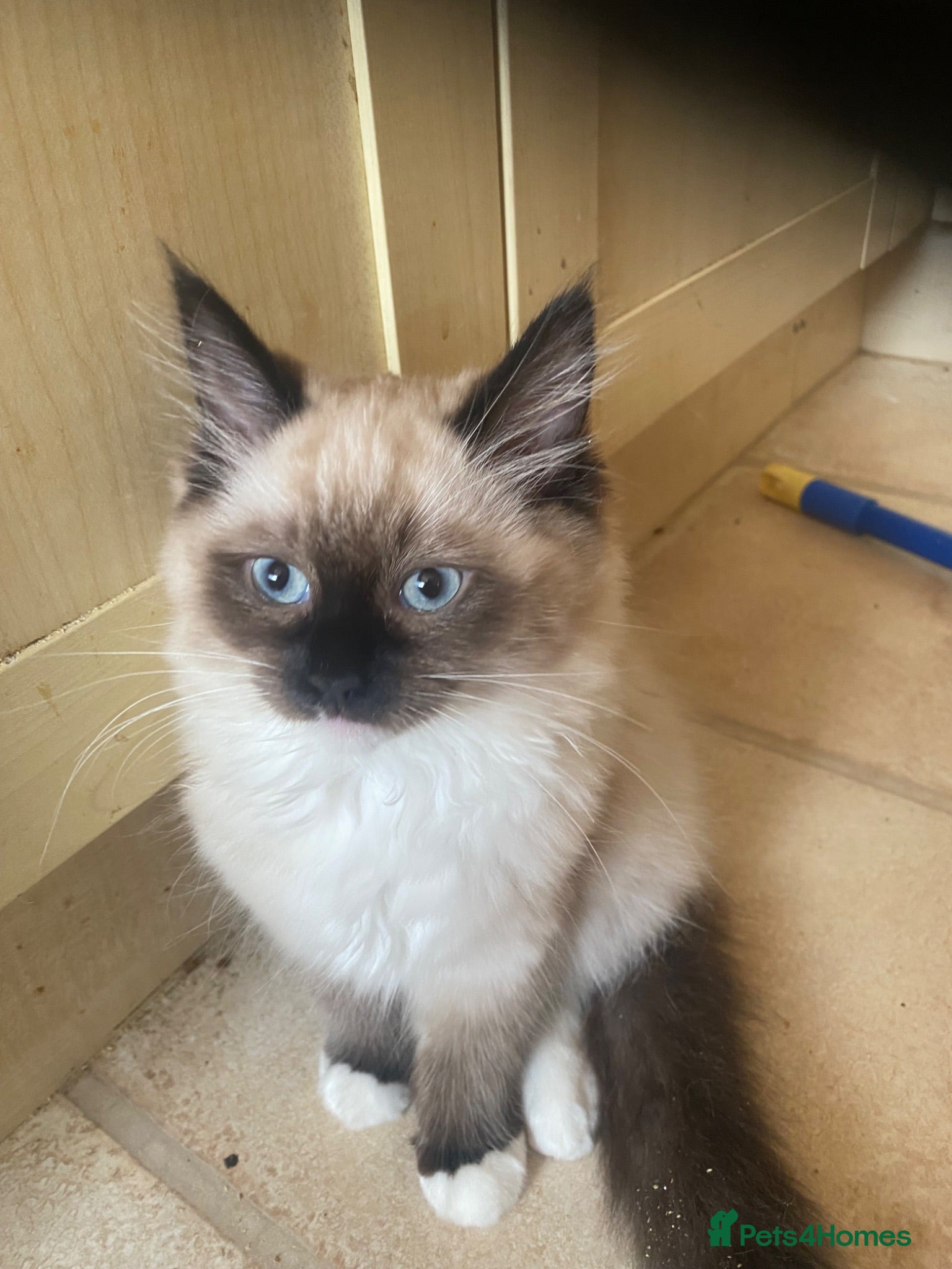 Ragdoll cats Pure Ragdoll kittens ready to leave £395 - Advert 2