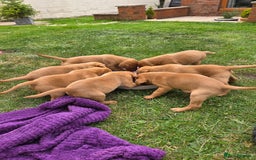 Labrador Retriever dogs for sale: KC Registered Fox Red Labrador Puppies - Image 11