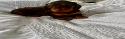 Miniature Dachshund dogs for sale: Outstanding litter of miniature sausage dogs  - Advert 19