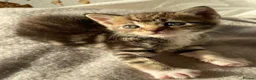 Mixed Breed cats for sale: 1 boy left black need home  - Advert 5