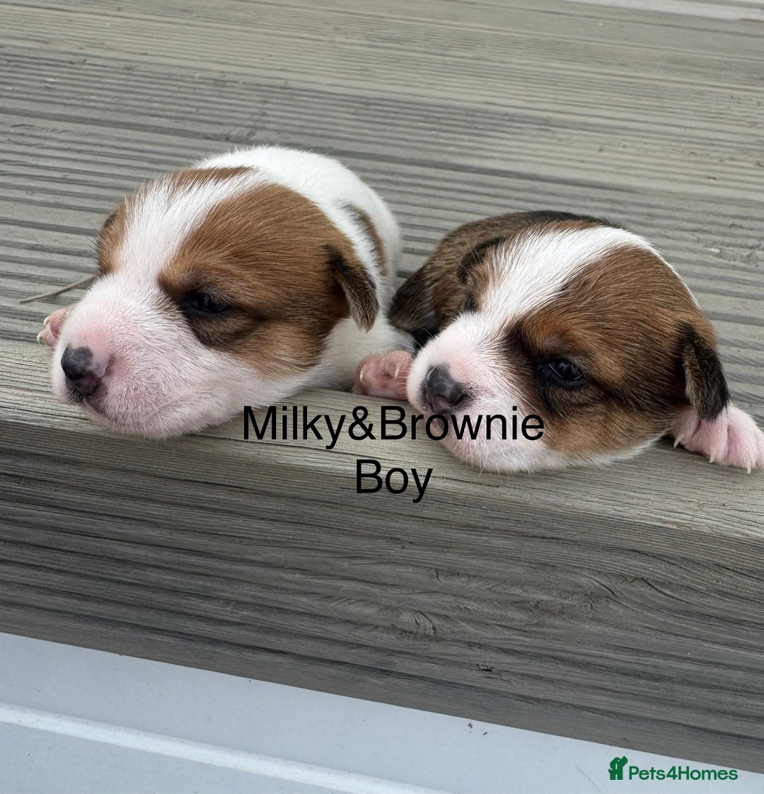 Jack Russell dogs for sale: Jack Russell puppies 2  - Image 6