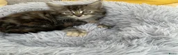 Mixed Breed cats for sale: Fluffy kittens looking for forever home - Advert 16