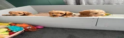 Cavapoo dogs for sale: F1b Cavapoo Puppies 1 Boy,2 Girls in Leeds - Advert 14