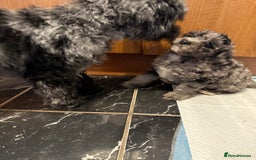 Cavapoo dogs for sale: Miniature cavapoo’s for sale - Image 8