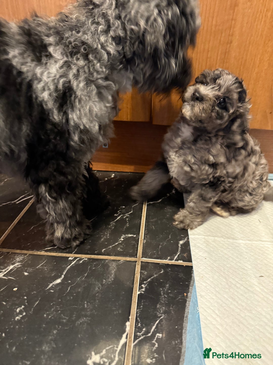 Cavapoo dogs for sale: Miniature cavapoo’s for sale - Image 8