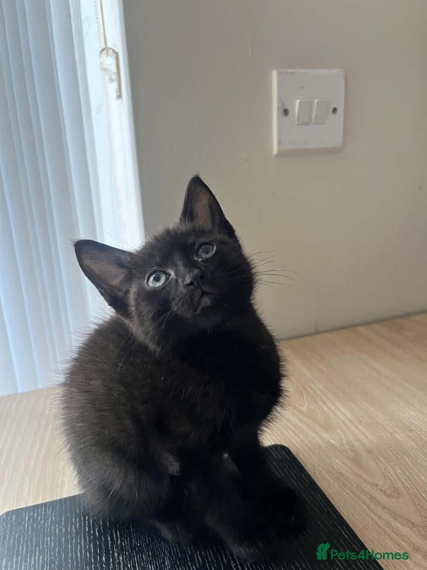 British Shorthair cats 1 Beautiful British black Shorthair Kitten left  - Advert 17