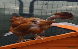 Chickens poultry for sale: Trio of naked neck silkie cross bufford brown - Advert 2