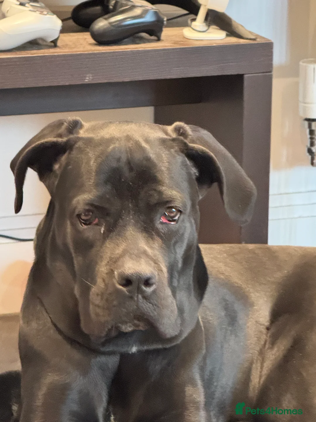 Cane Corso dogs for sale: 8 month old female cane corso - Advert 2