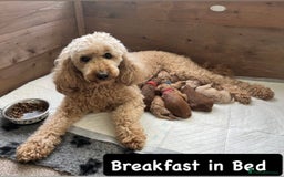 Australian Labradoodle dogs for sale: Aussie Doodles - 1 boy & 1 girl available  - Image 11