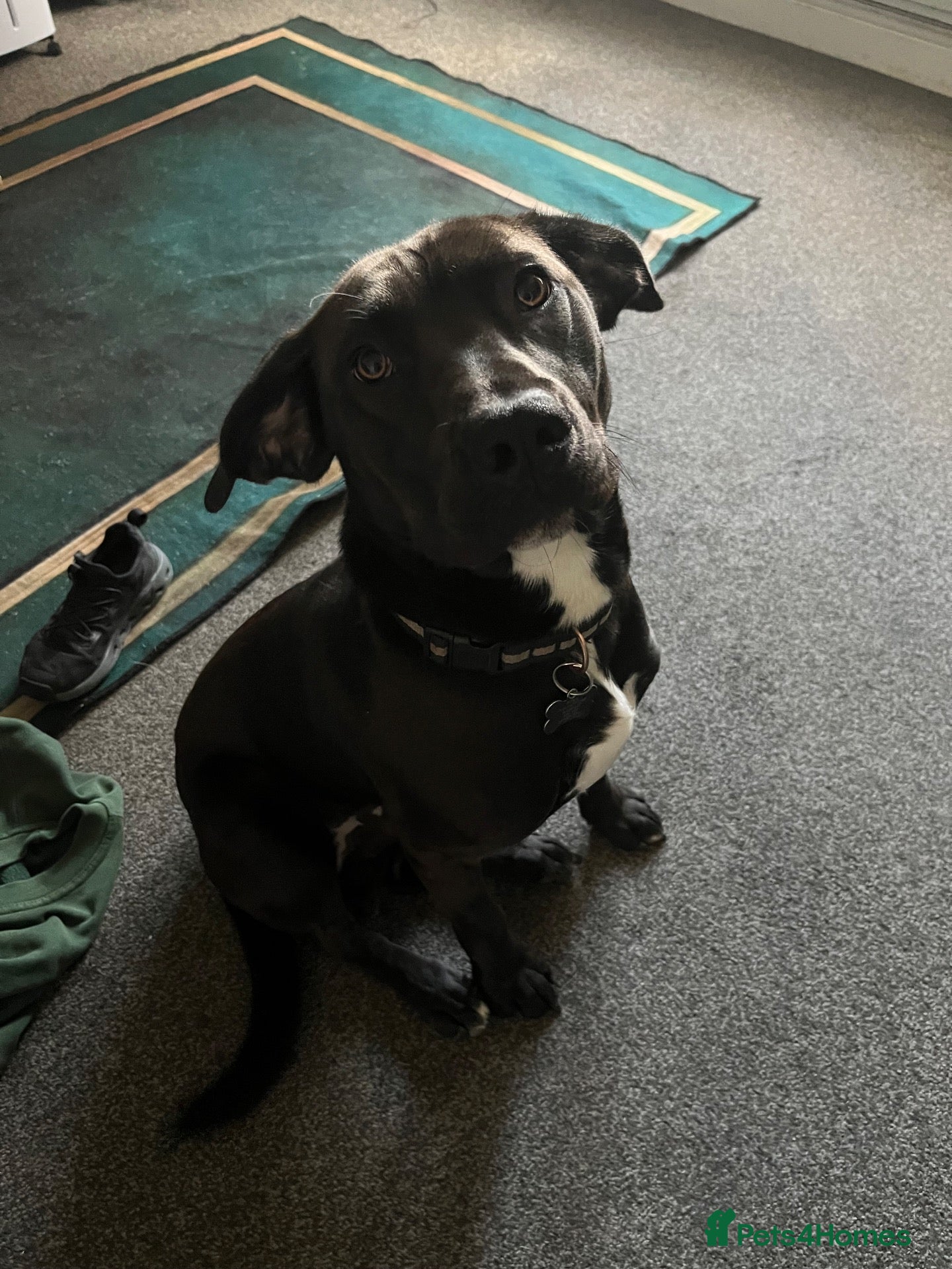 Mixed Breed dogs Staffy x spaniel male - Advert 2