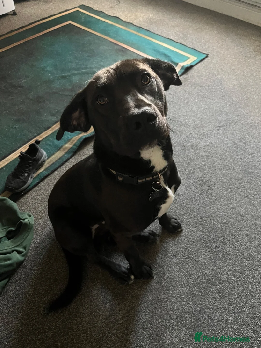 Mixed Breed dogs for sale: Staffy x spaniel male in Sunderland - Advert 1
