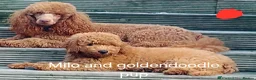 Miniature Poodle dogs for stud: Red Miniature poodle for STUD - Advert 10