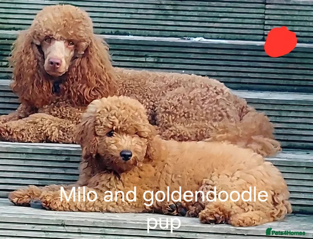 Miniature Poodle dogs for stud: Red Miniature poodle for STUD - Advert 10