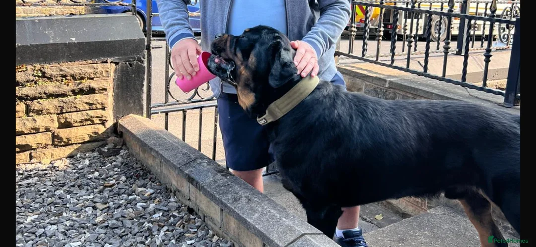 Rottweiler dogs for stud: Big John  - Advert 4