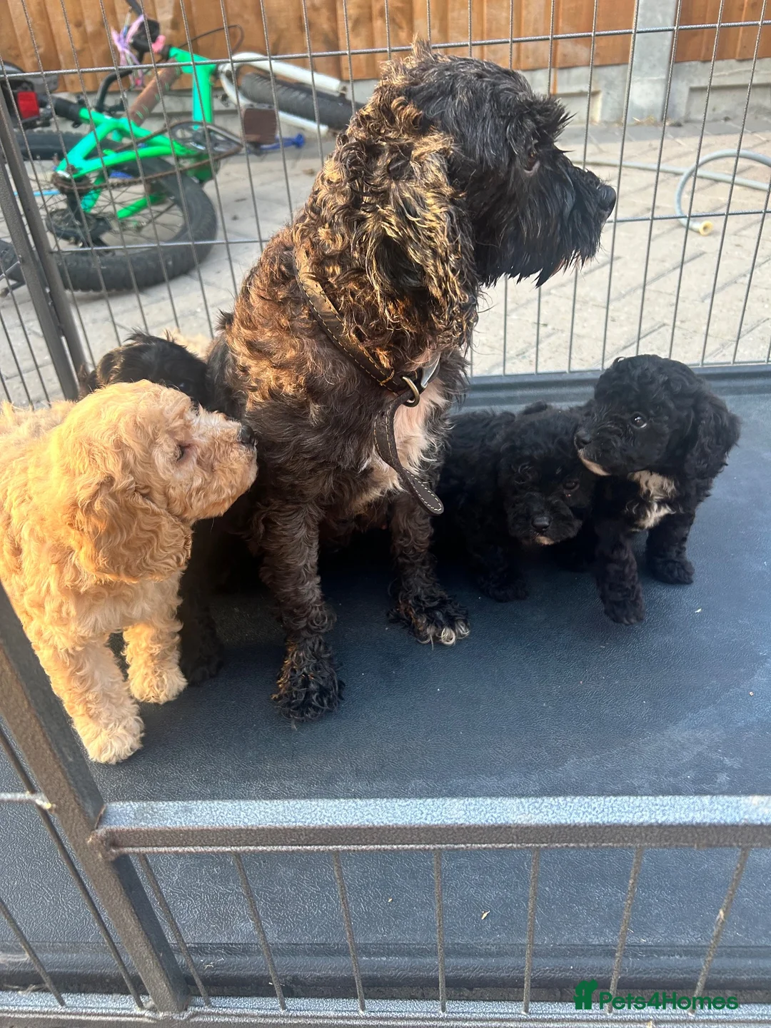 Cavapoo dogs for sale: Adorable Cavapoo pups - Advert 1
