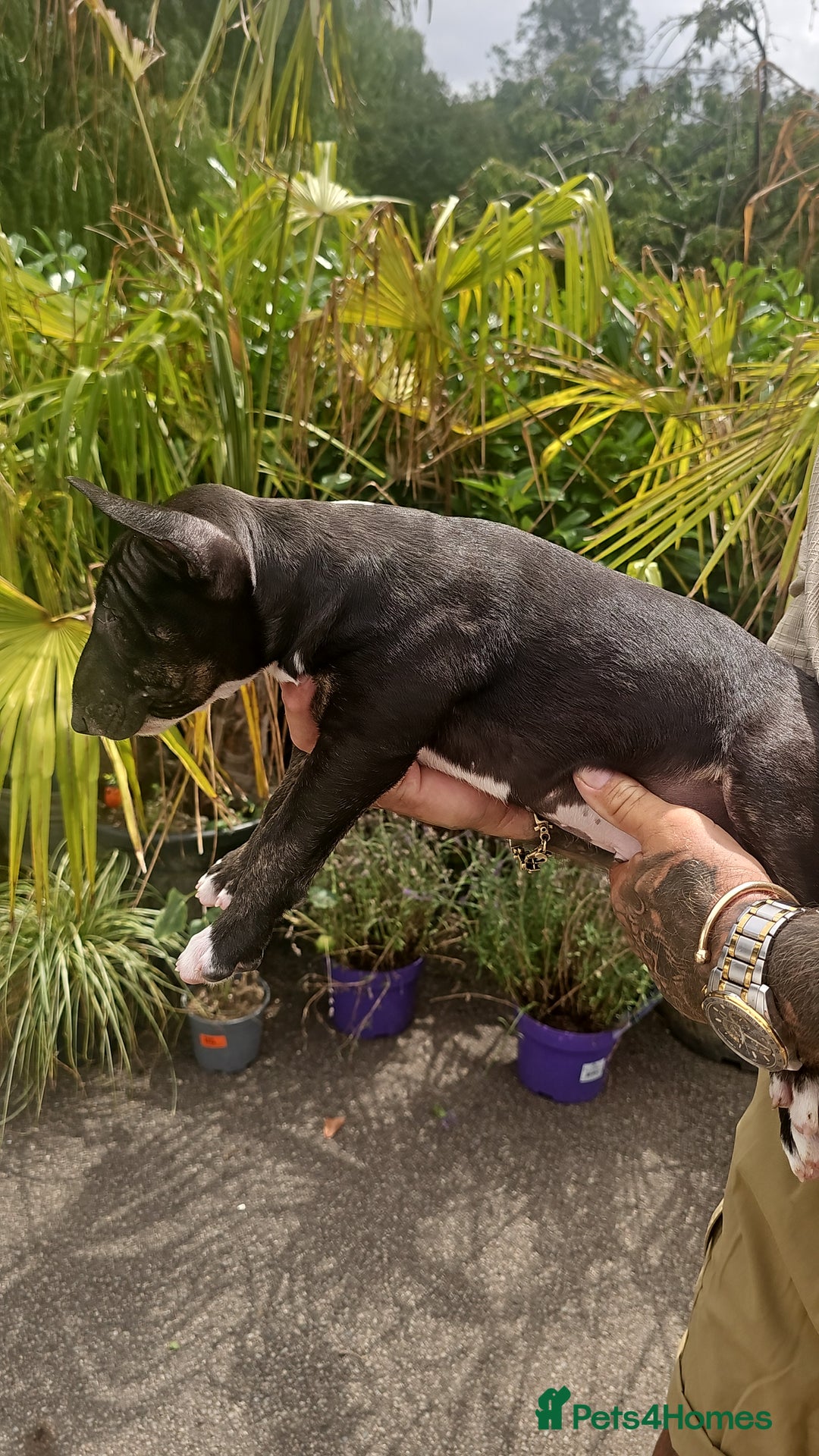 English Bull Terrier dogs for sale: English bullterrier pups for sale  - Image 4