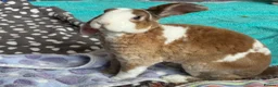 Mini Lop rabbits for sale: Pure Plush mini lop doe  - Advert 4