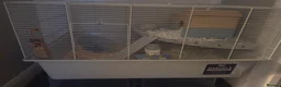 Hamster rodents for sale: 8 week old female syrian hamster,   - Advert 2