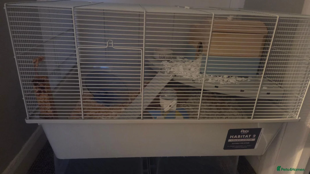 Hamster rodents for sale: 8 week old female syrian hamster,   - Advert 2