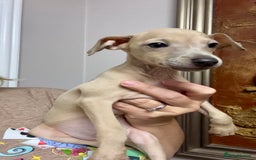 Italian Greyhound dogs for sale: Stunning Pedigree Italian Greyhounds Cream & Fawn  - Image 13