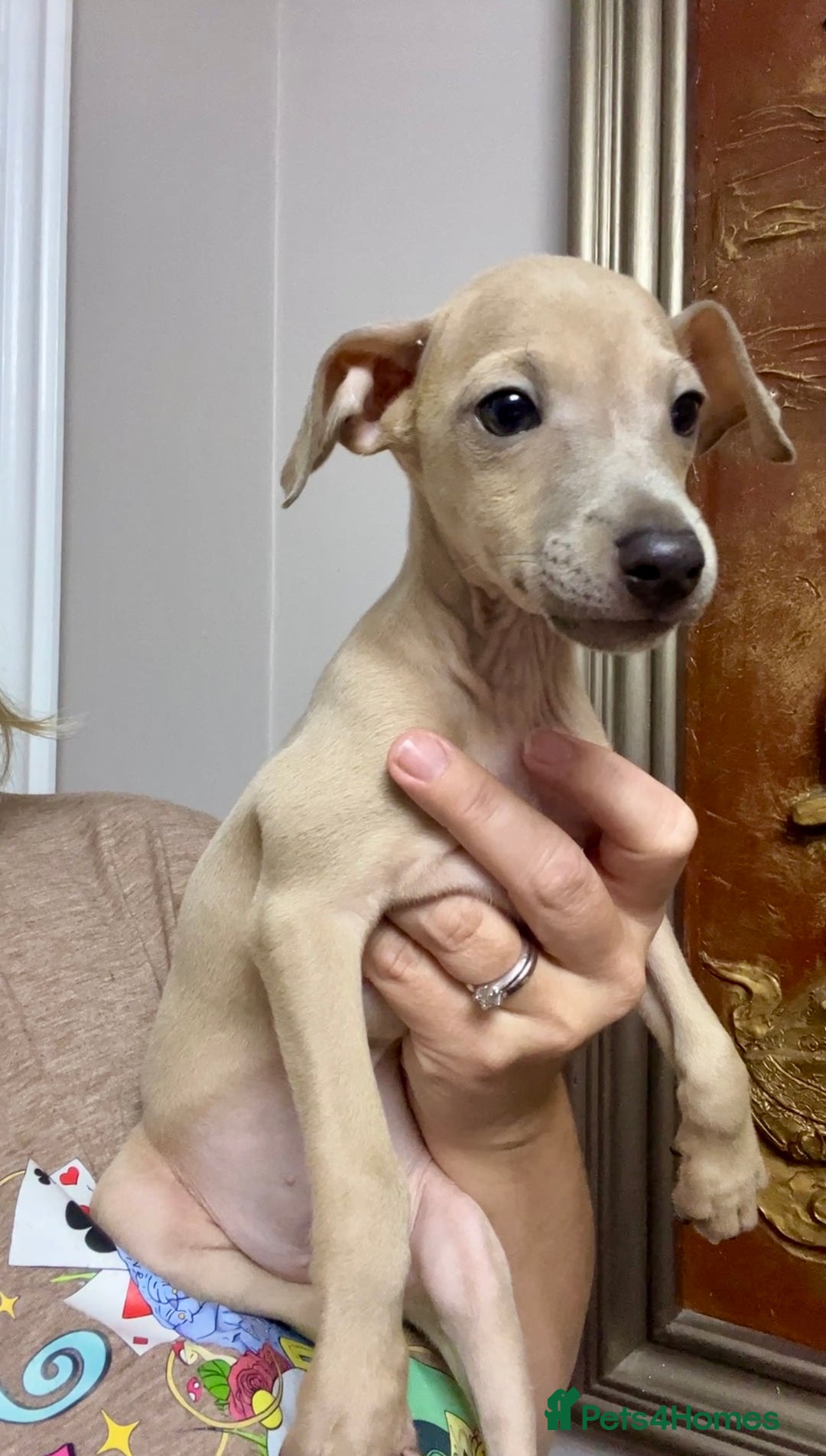 Italian Greyhound dogs for sale: Stunning Pedigree Italian Greyhounds Cream & Fawn  - Image 13