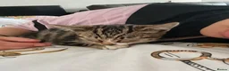 Domestic Shorthair cats for sale: Tabby kitten - Advert 6