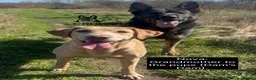Labrador Retriever dogs for sale: Outstanding, Health Tested, KC Reg, Labrador Pups - Advert 11