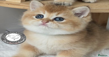 British Shorthair cats Pure BSH Golden kittens Show quality Ch line  - Advert 4