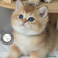 British Shorthair cats Pure BSH Golden kittens Show quality Ch line - Advert 4
