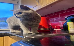 British Shorthair cats for sale: British Short Hair - Image 4
