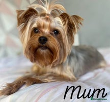 Yorkshire Terrier dogs Beautiful 2 Girls Yorkshire Terrier Pedigree - Advert 8