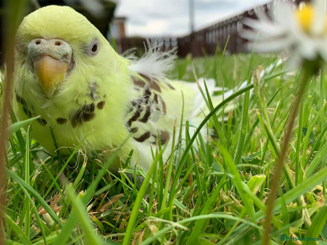 Gallery Image {{count}}