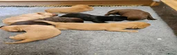 Labrador Retriever dogs for stud: Fox red stud dog  - Advert 17