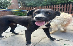 Mixed Breed dogs for adoption: Vito - Norwich Norfolk  - Image 15