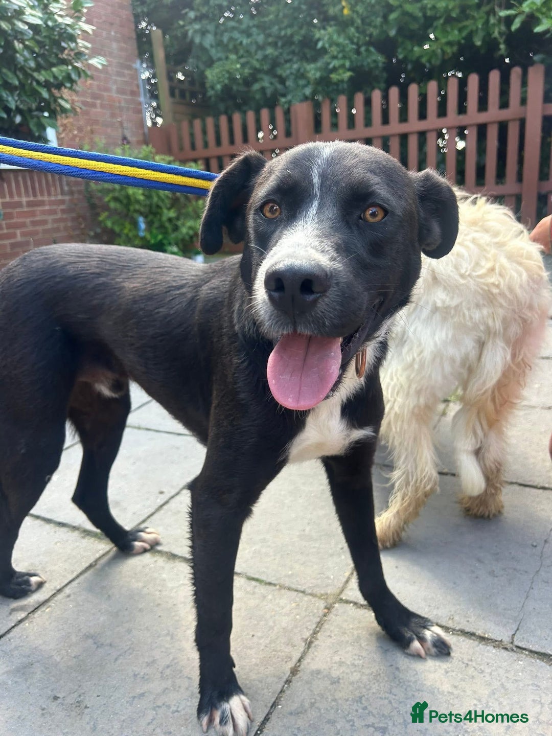 Mixed Breed dogs for adoption: Vito - Norwich Norfolk  - Image 15