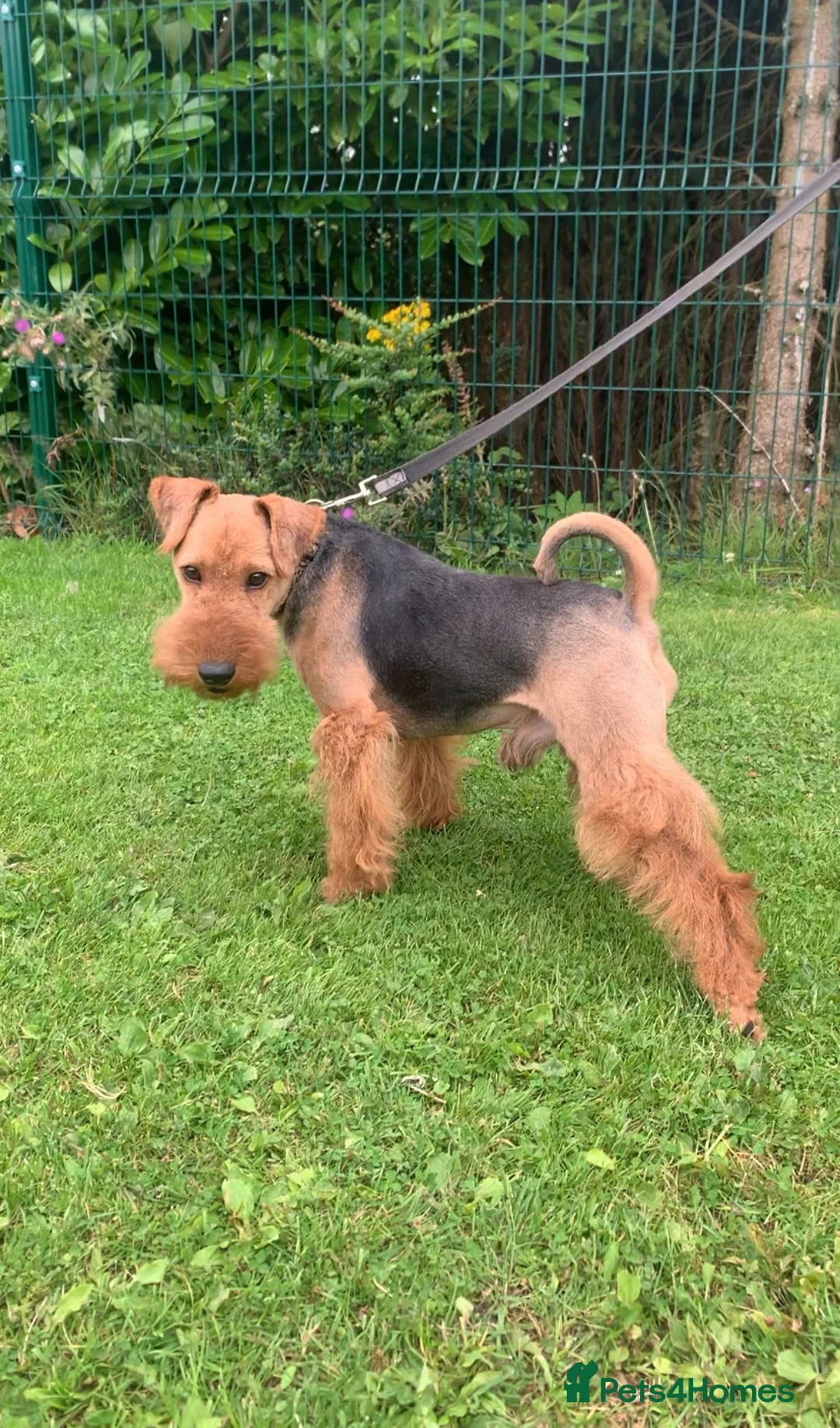 Welsh Terrier dogs for stud: PLL Clear KC REG STUD SON OF BORRIS THE BLADE!! in Littleborough - Advert 5