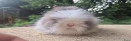 Angora rabbits for sale: ❤️STUNNING IMPORTED PARENTS- TEDDYDWERG BABIES❤️ - Advert 32
