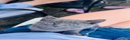 Mixed Breed cats for sale: Russian blue cross babies!  in Winchester - Advert 2