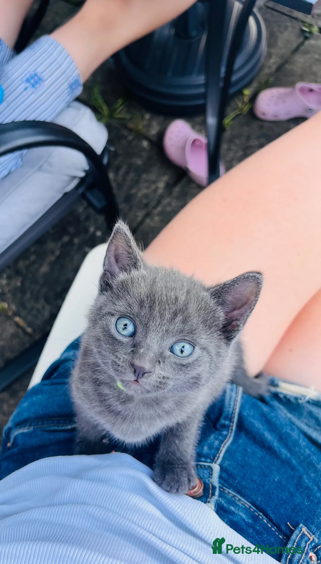 Mixed Breed cats for sale: Russian blue cross babies!  in Winchester - Advert 2