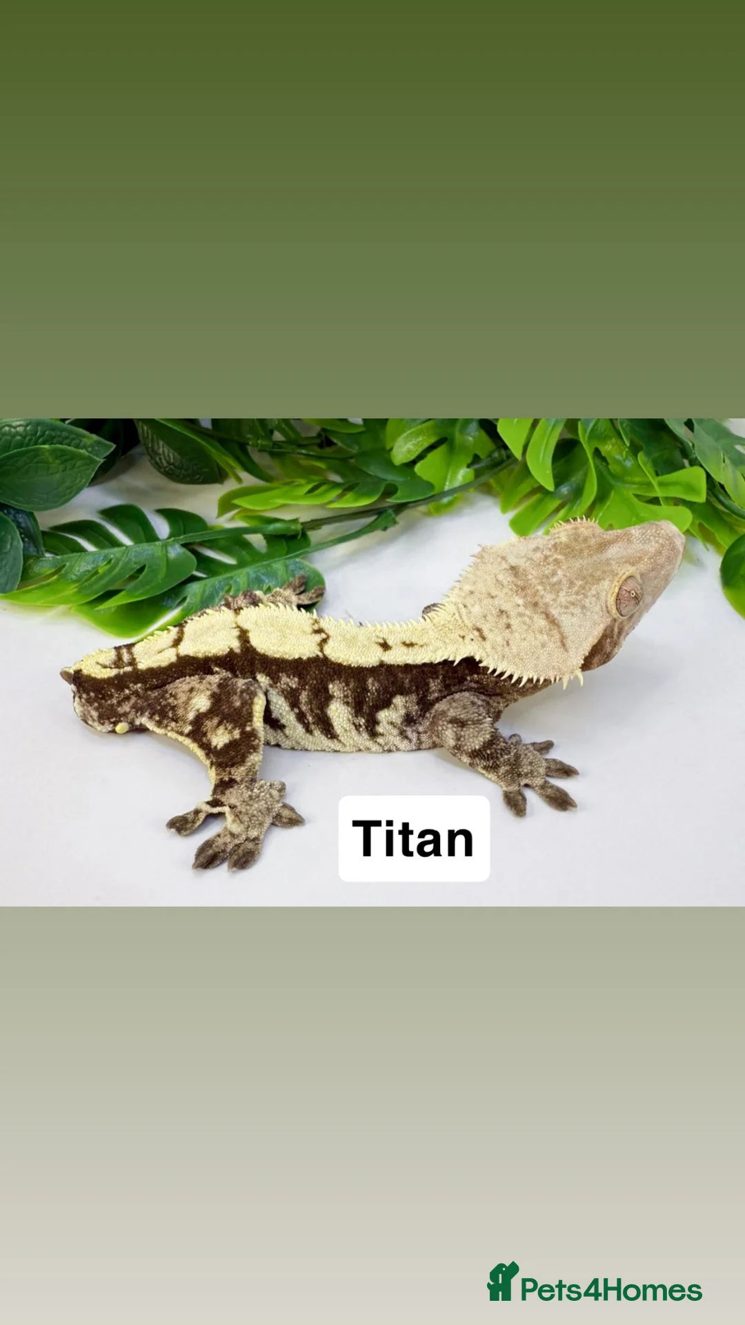 Gecko reptiles for sale: Crested gecko collection  - Advert 2