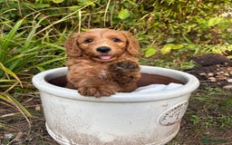 Goldendoodle dogs for sale: Stunning Health Tested F2B Mini Goldendoodles - Image 3
