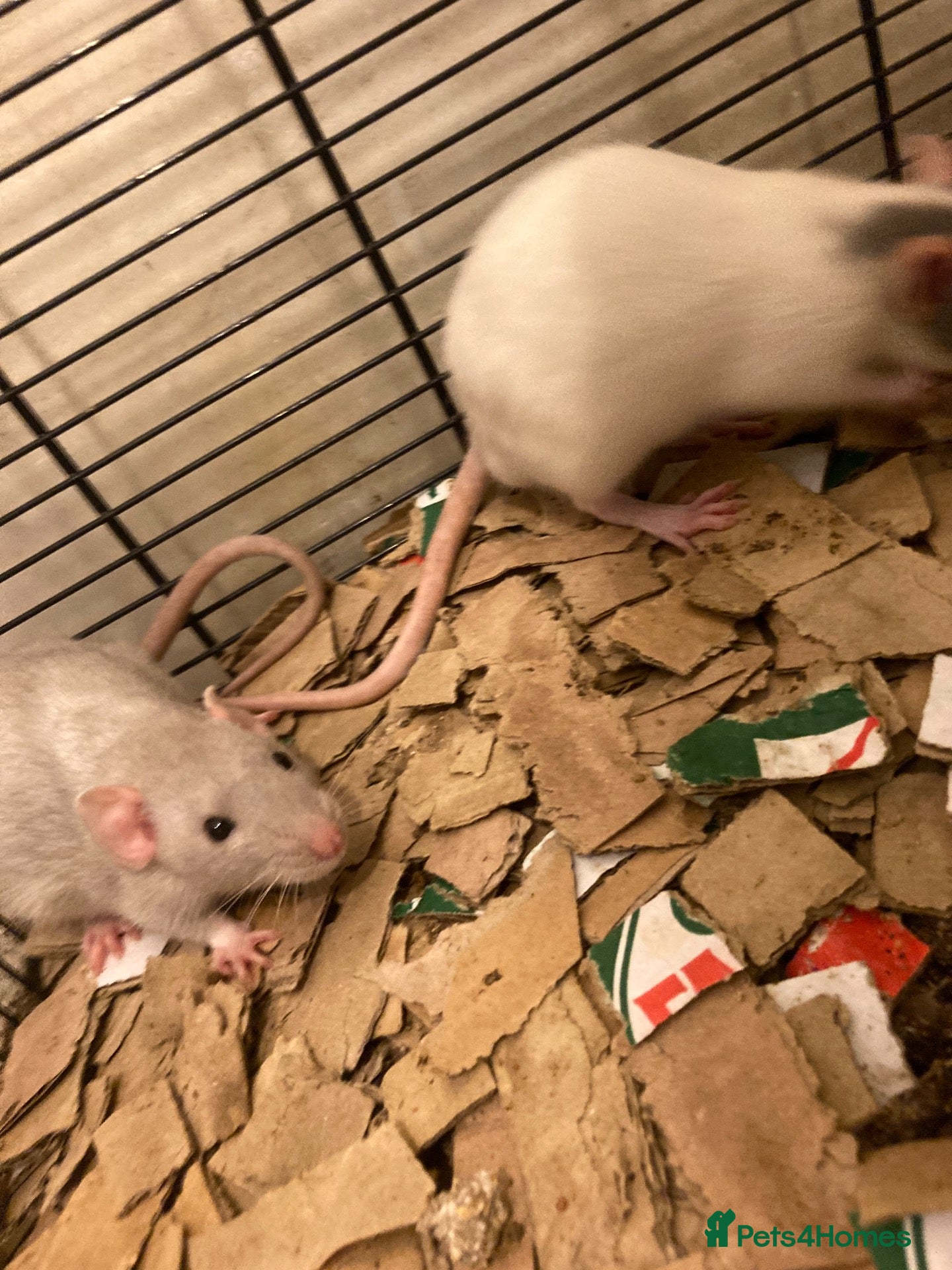 Rat rodents Rats for sale hull  - Advert 1