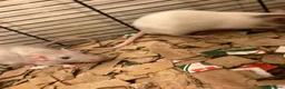 Rat rodents for sale: Rats for sale hull  - Advert 1