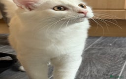 Maine Coon cats for sale: British long hair x mainecoone  - Image 5