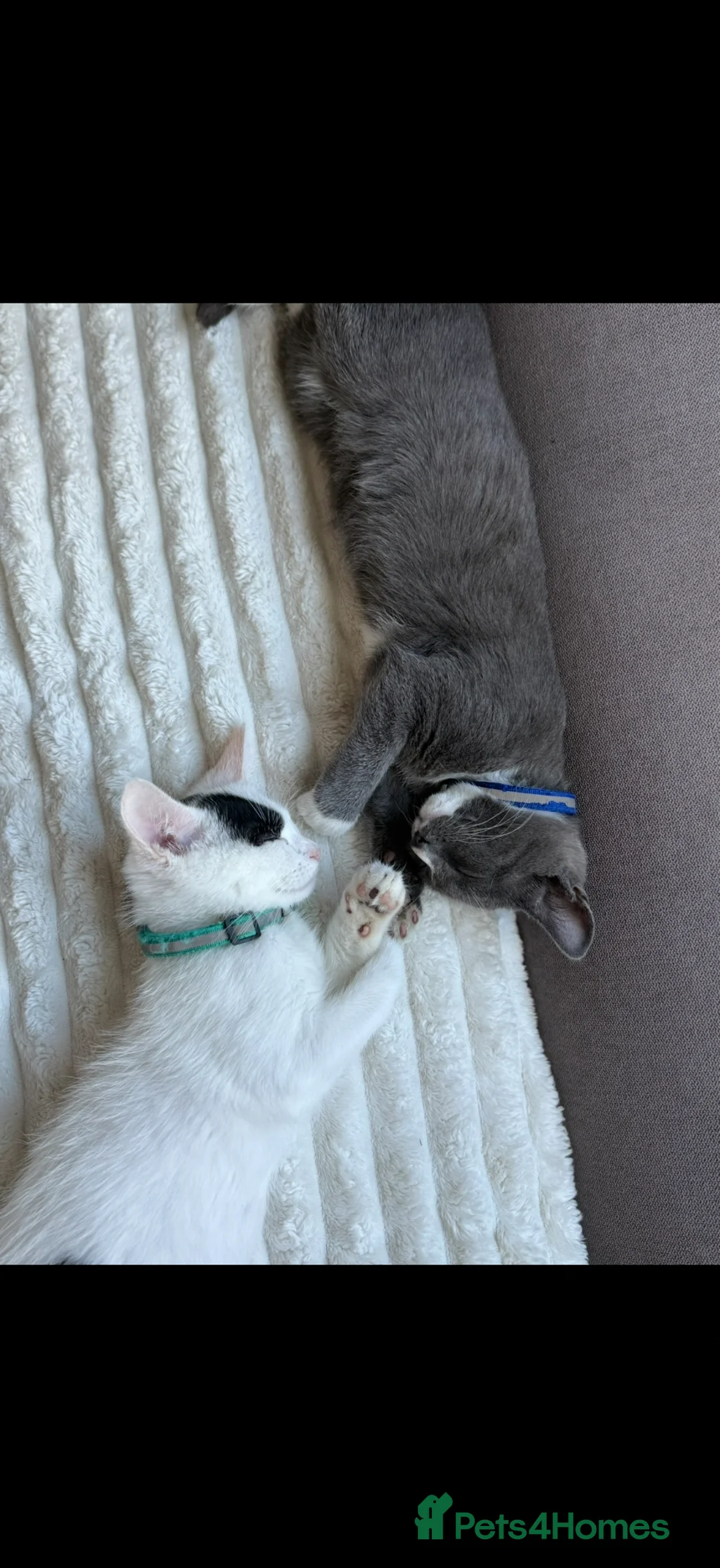 Domestic Shorthair cats for sale: Ozzy and Bruno  in Halesowen - Advert 9