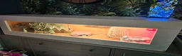 Gecko reptiles for sale: 3 x gecko and set up - Advert 7